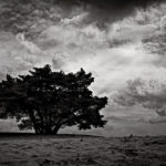The Tree of Hope by-Zed-Sindelar-CuriousZed-Photography